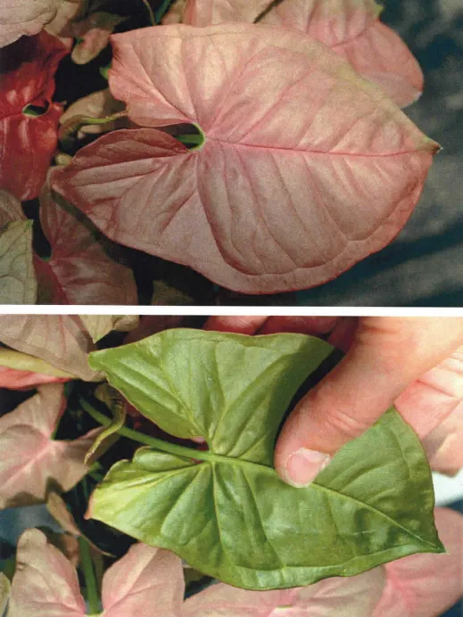 Plante syngonium neon robusta montrant ses caractéristiques typiques