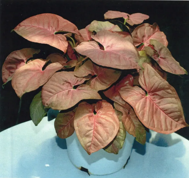 Plante syngonium neon robusta montrant ses caractéristiques typiques
