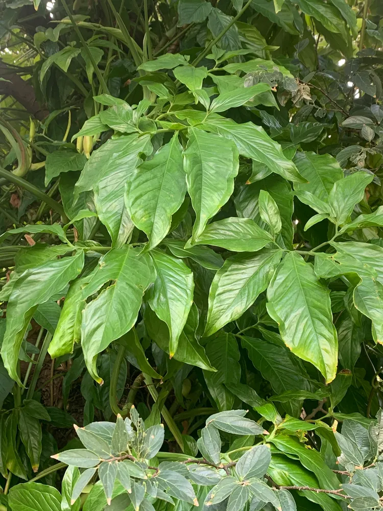 syngonium podophyllum plant showing characteristic features
