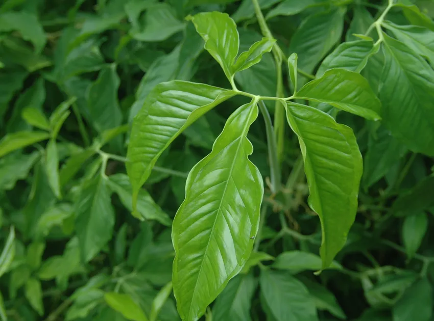 syngonium podophyllum plant showing characteristic features