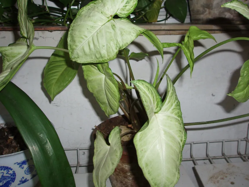 syngonium white butterfly plant showing characteristic features