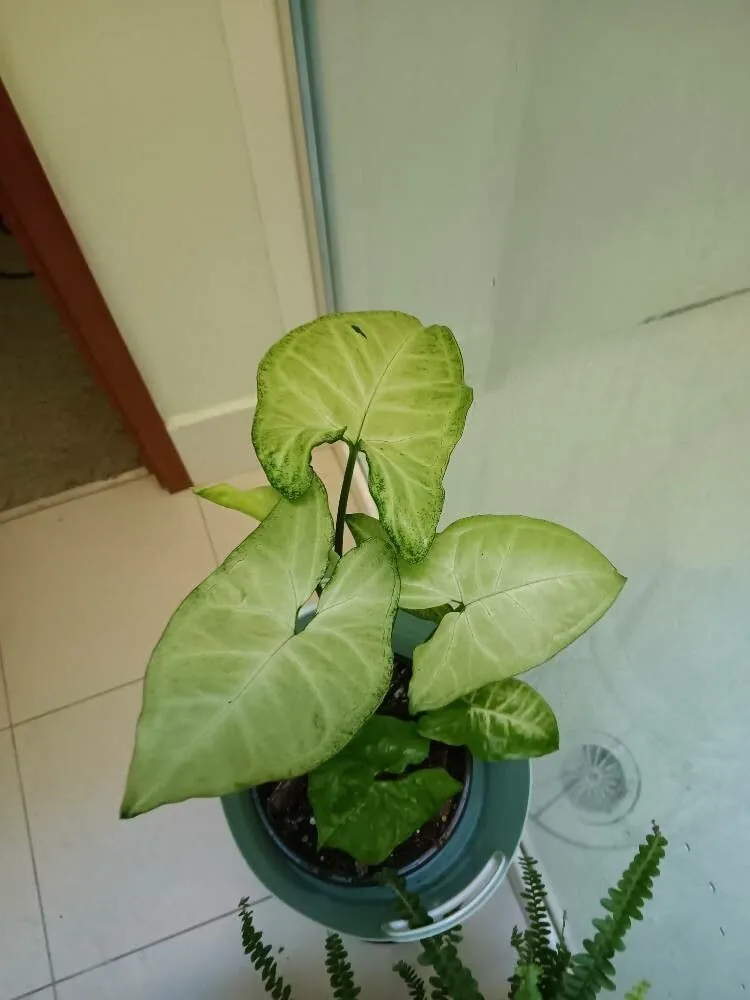 syngonium white butterfly plant showing characteristic features