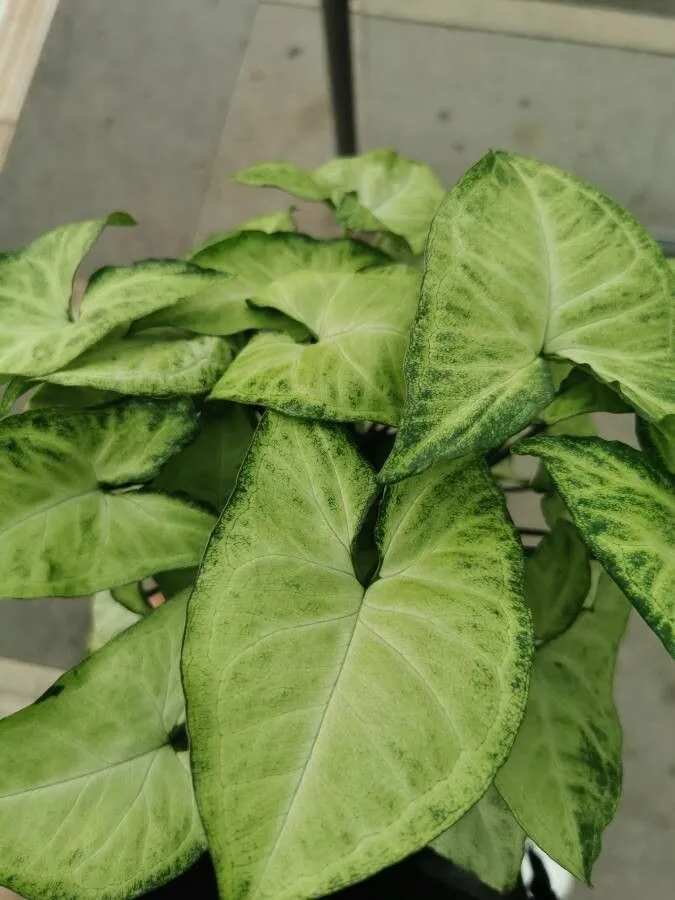 syngonium white butterfly plant showing characteristic features