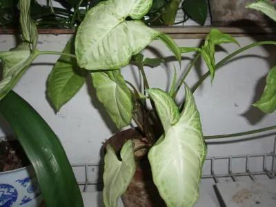 thumbnail syngonium podophyllum 'white butterfly'