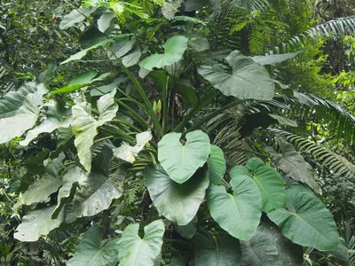 thumbnail syngonium schottianum