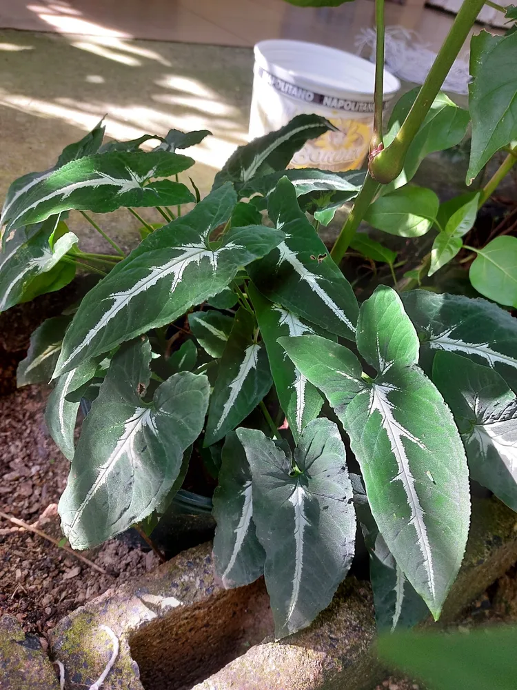 syngonium wendlandii plant showing characteristic features