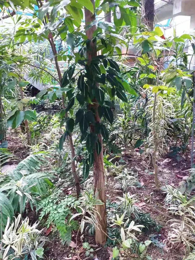 syngonium wendlandii plant showing characteristic features