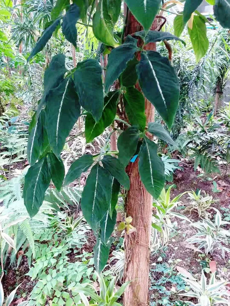 syngonium wendlandii plant showing characteristic features