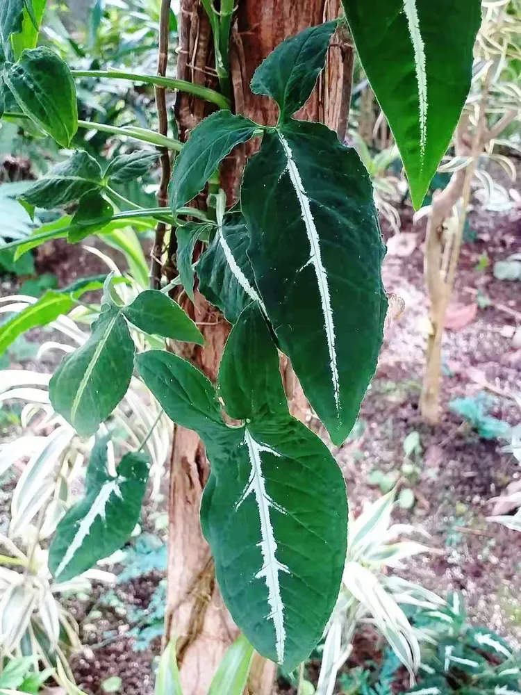 syngonium wendlandii plant showing characteristic features