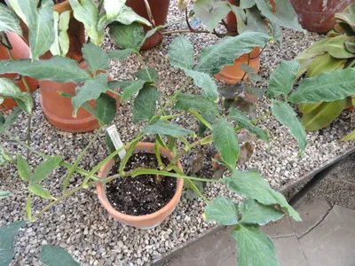 thumbnail syngonium wendlandii