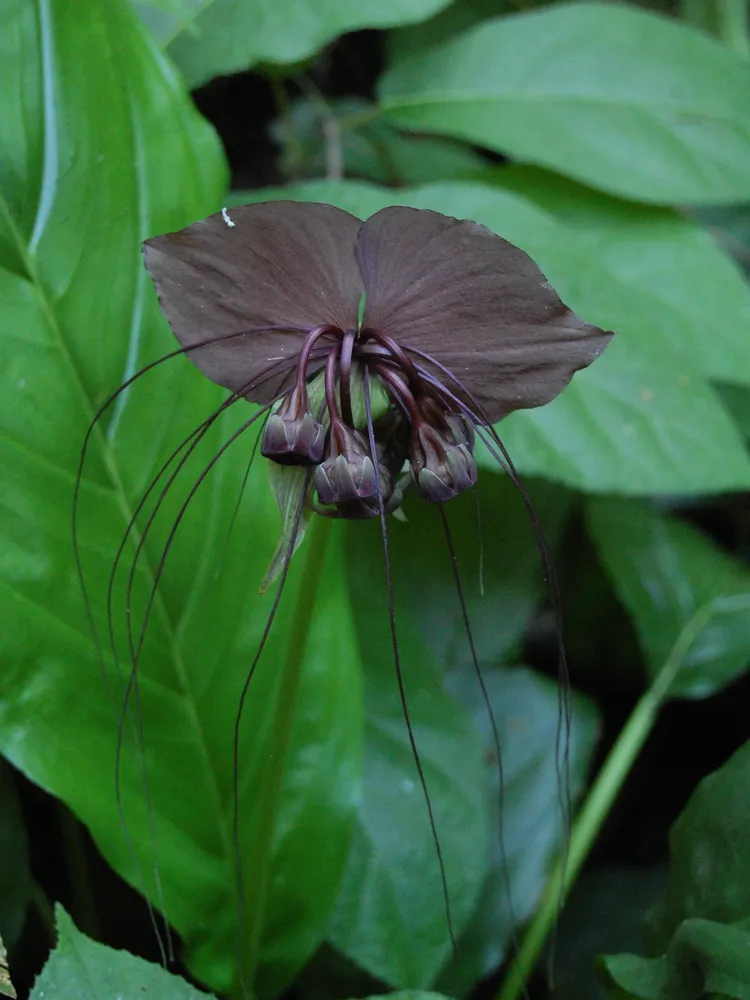 Plante tacca chantrieri montrant ses caractéristiques typiques