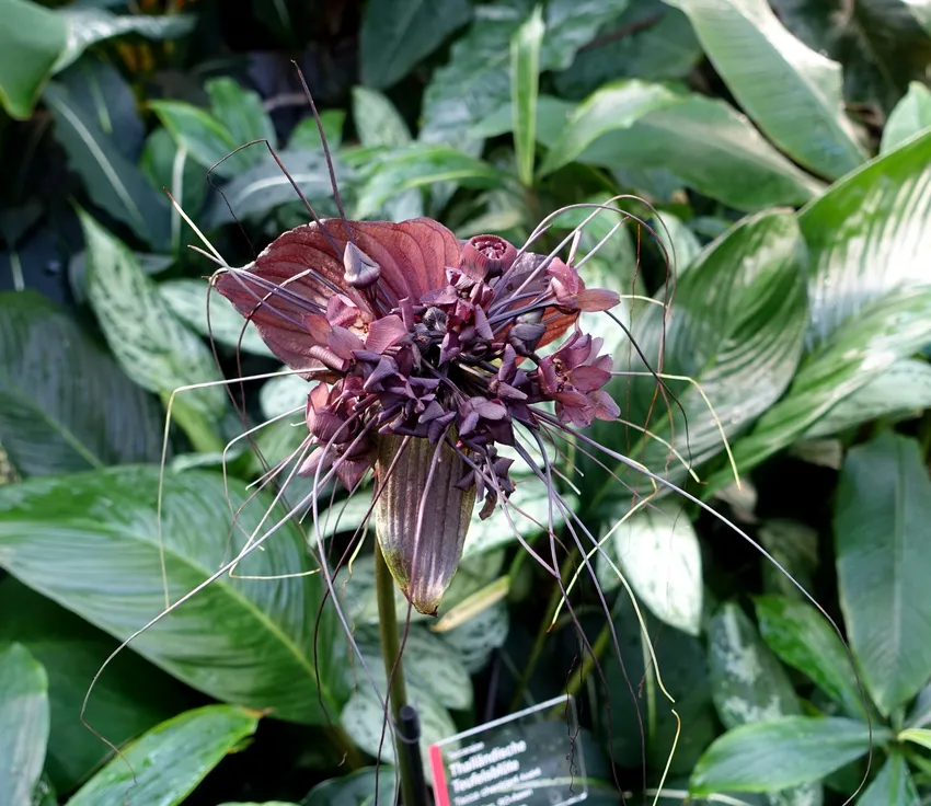 Plante tacca chantrieri montrant ses caractéristiques typiques