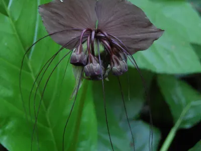 Image miniature tacca chantrieri
