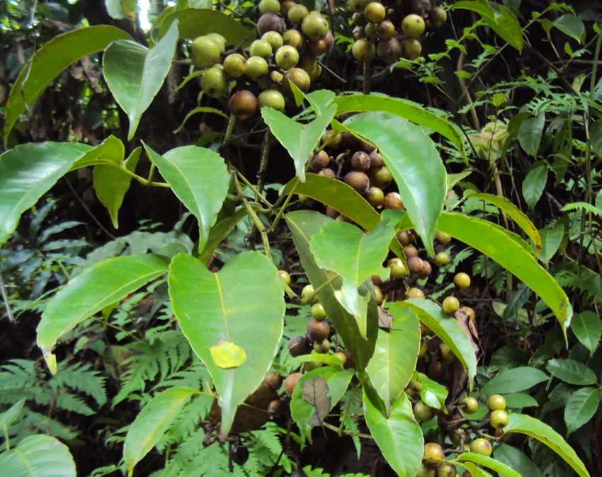 tetrastigma lanceolarium plant showing characteristic features