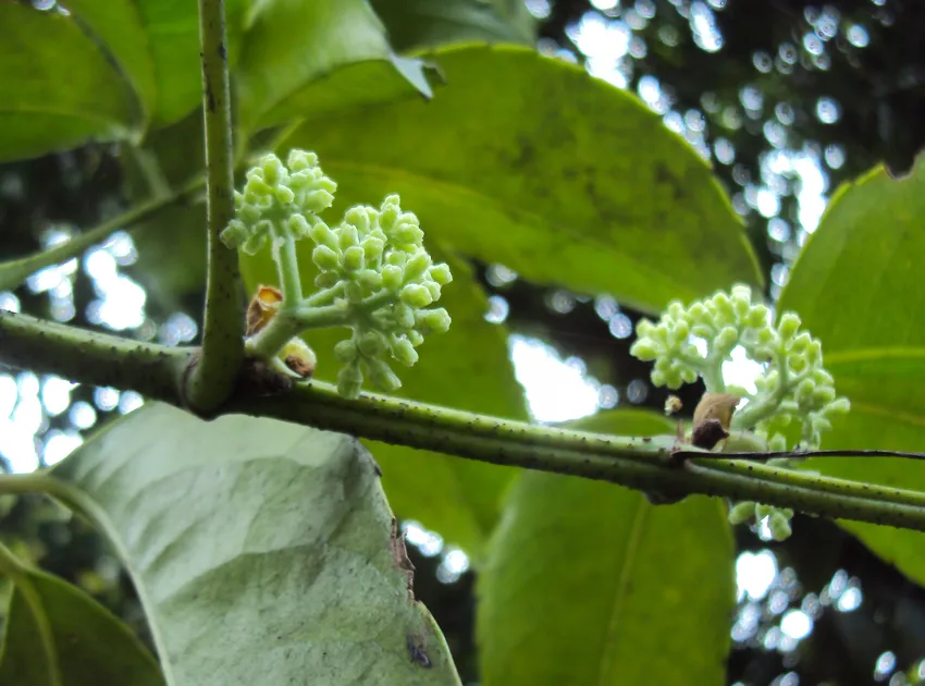 tetrastigma lanceolarium plant showing characteristic features