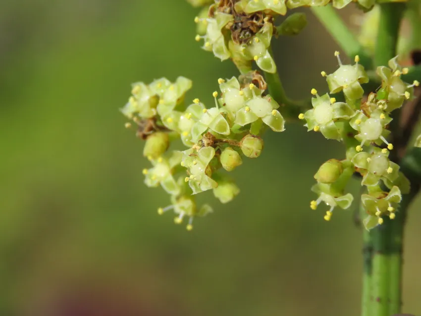 tetrastigma lanceolarium plant showing characteristic features