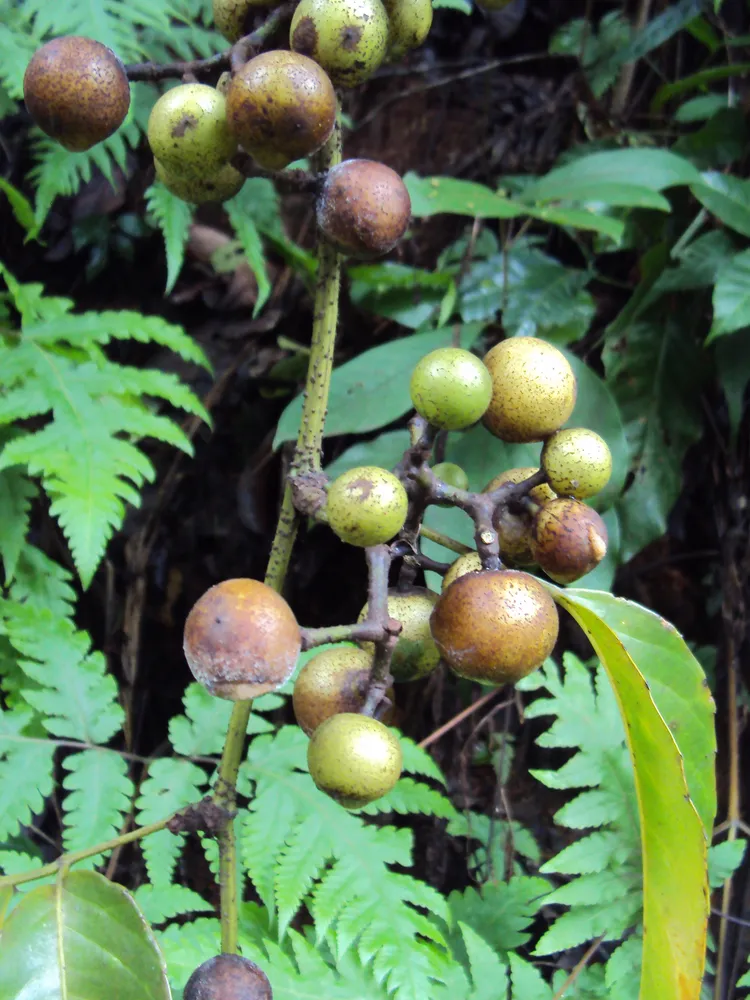 tetrastigma lanceolarium plant showing characteristic features