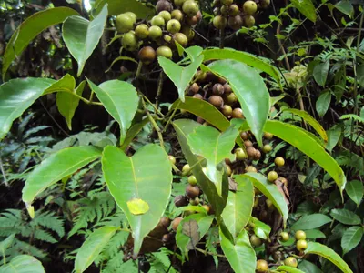 thumbnail tetrastigma lanceolarium