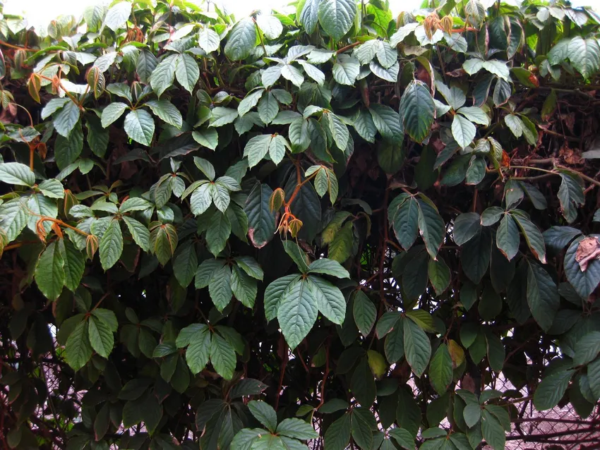 tetrastigma voinierianum plant showing characteristic features