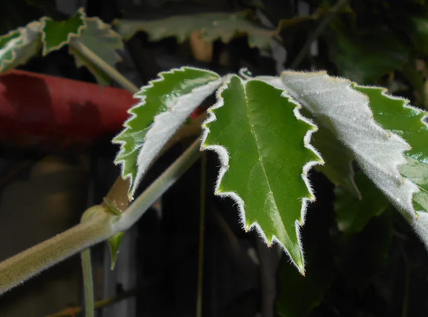 tetrastigma voinierianum plant showing characteristic features