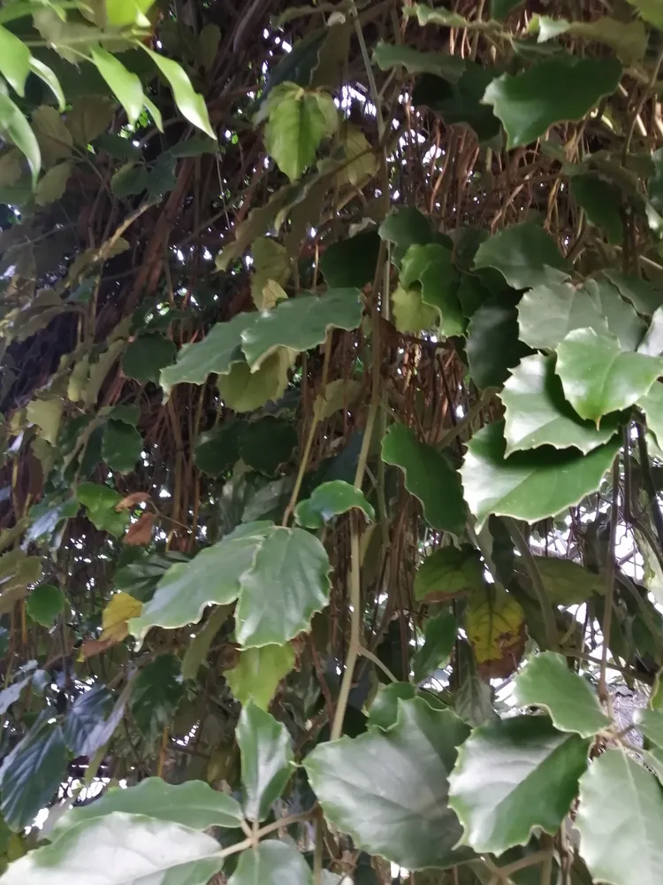 tetrastigma voinierianum plant showing characteristic features