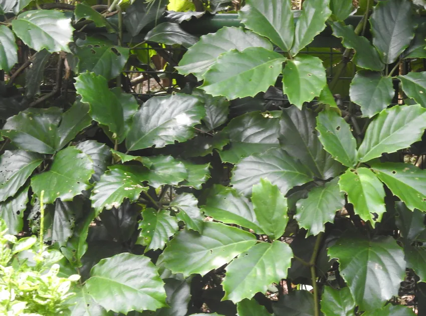 tetrastigma voinierianum plant showing characteristic features