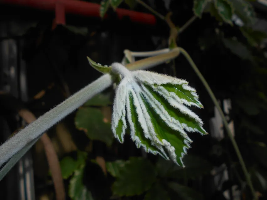 tetrastigma voinierianum plant showing characteristic features