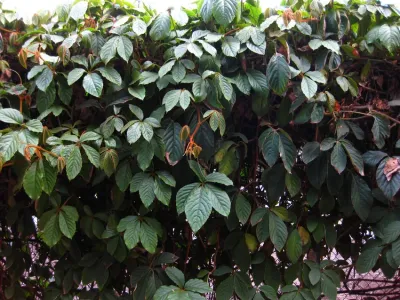 thumbnail tetrastigma voinierianum