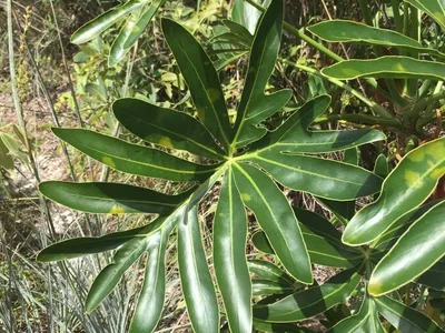 thumbnail thaumatophyllum adamantinum
