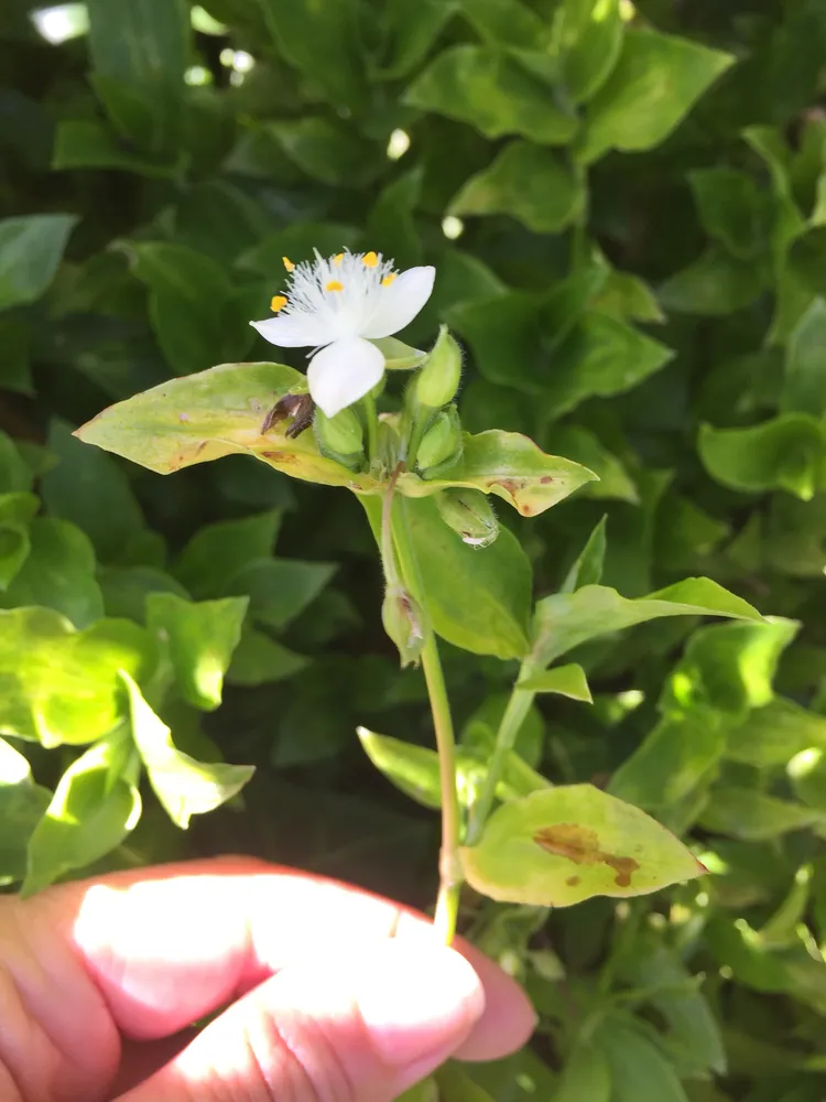 tradescantia albiflora plant showing characteristic features