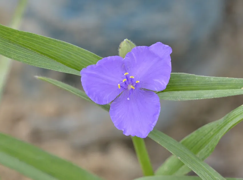 tradescantia ohiensis plant showing characteristic features