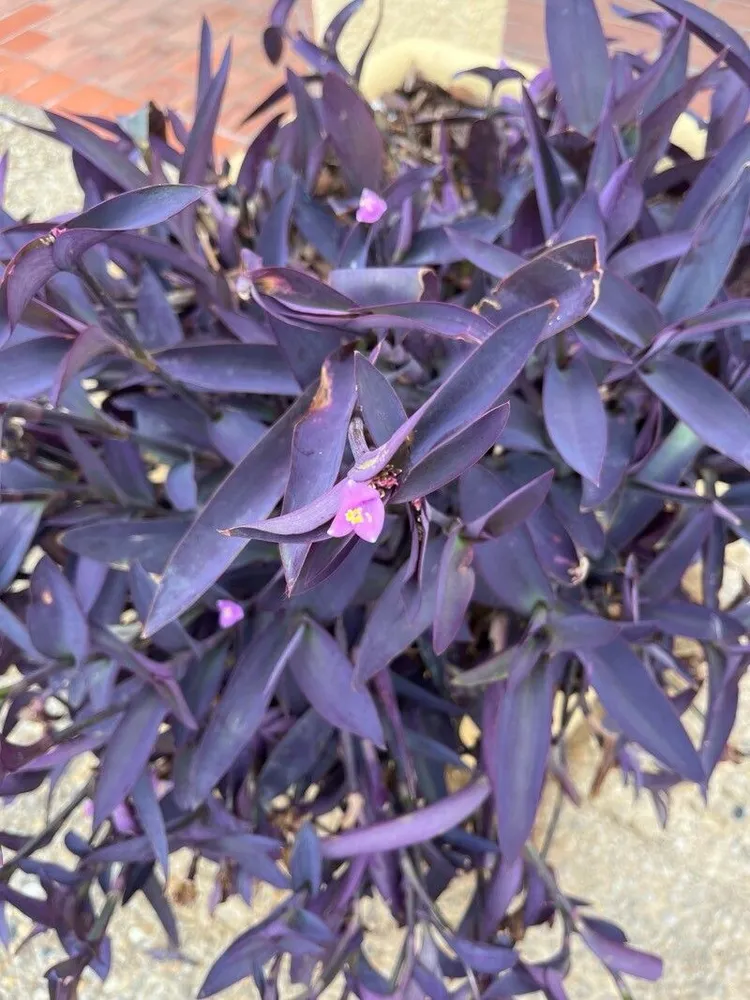 Plante tradescantia purpurea montrant ses caractéristiques typiques
