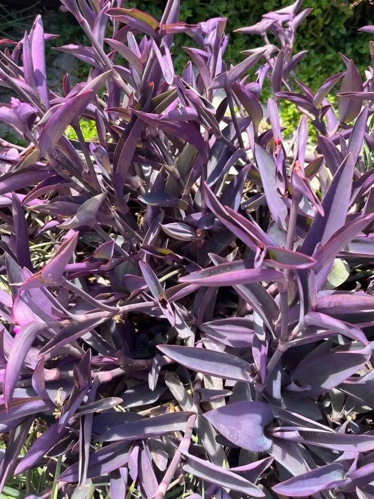 Plante tradescantia purpurea montrant ses caractéristiques typiques
