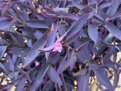 Image miniature tradescantia pallida 'purpurea'