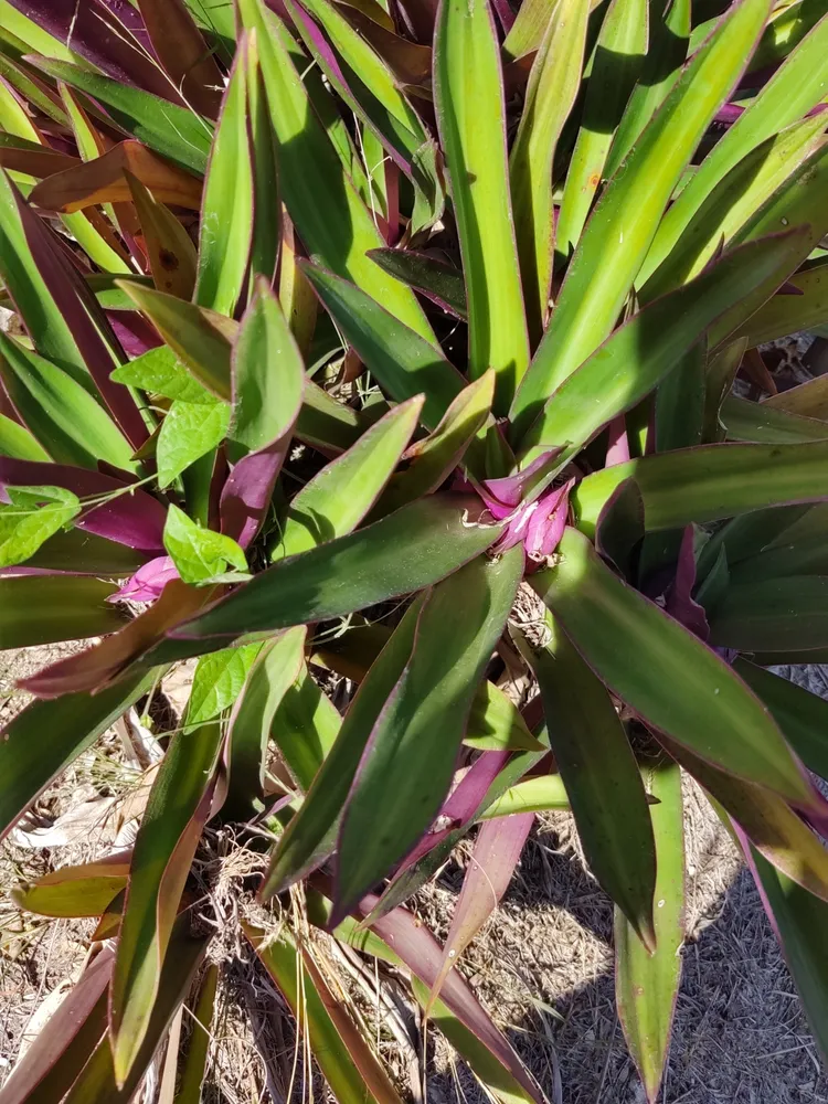 tradescantia spathacea plant showing characteristic features