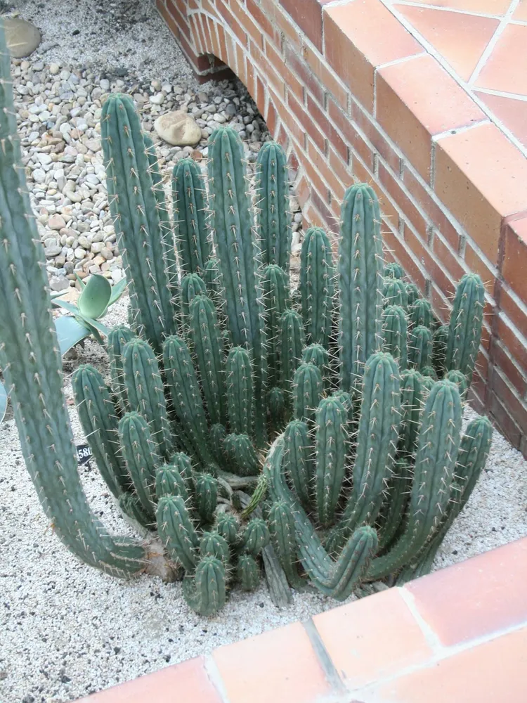 Plante trichocereus macrogonus montrant ses caractéristiques typiques