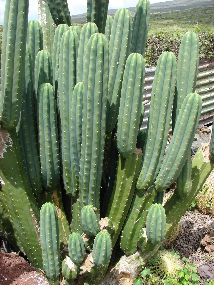 Plante trichocereus pachanoi montrant ses caractéristiques typiques