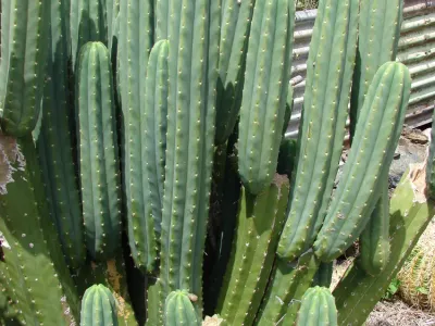 Image miniature trichocereus macrogonus var. pachanoi