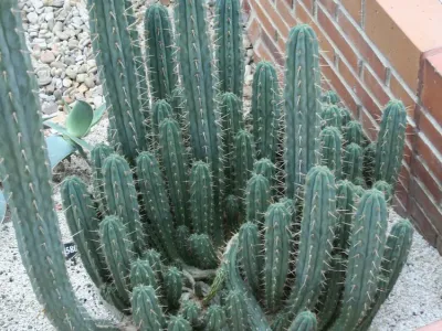 Image miniature trichocereus macrogonus