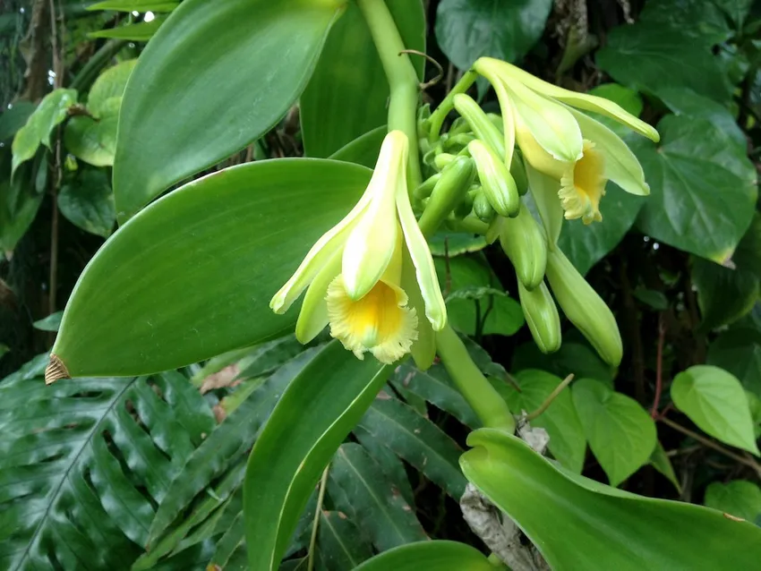 Plante vanilla planifolia montrant ses caractéristiques typiques