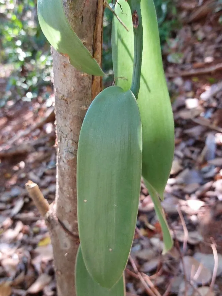 Plante vanilla planifolia montrant ses caractéristiques typiques
