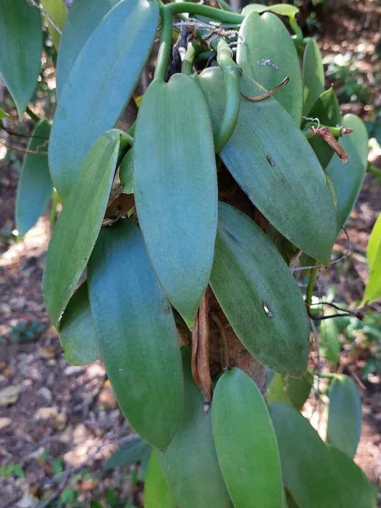 Plante vanilla planifolia montrant ses caractéristiques typiques