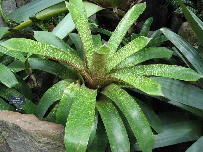 vriesea fosteriana plant showing characteristic features