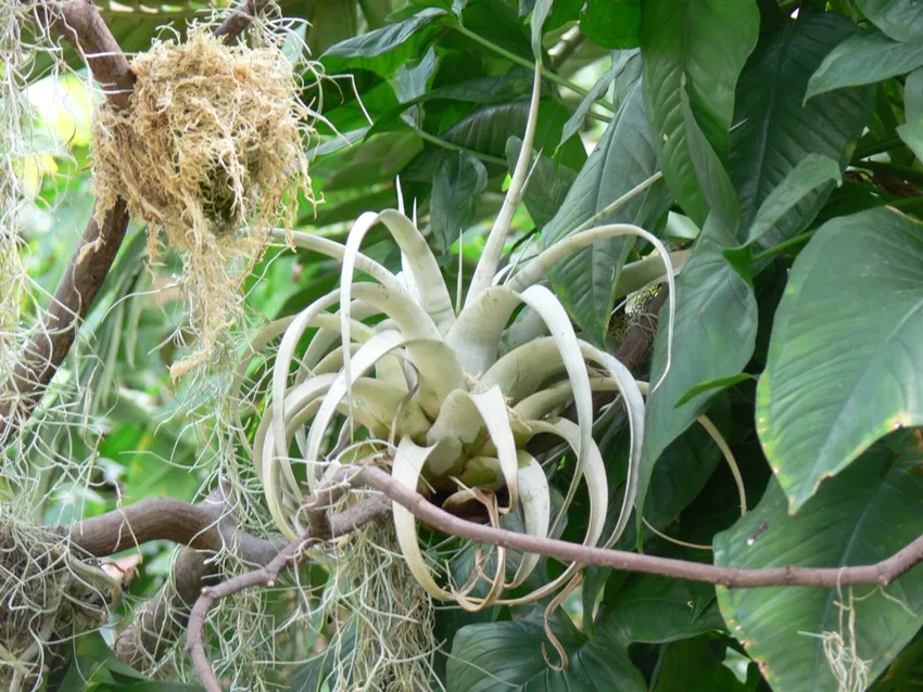 vriesea fosteriana plant showing characteristic features
