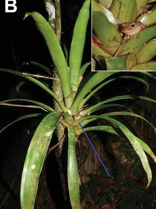 vriesea fosteriana plant showing characteristic features