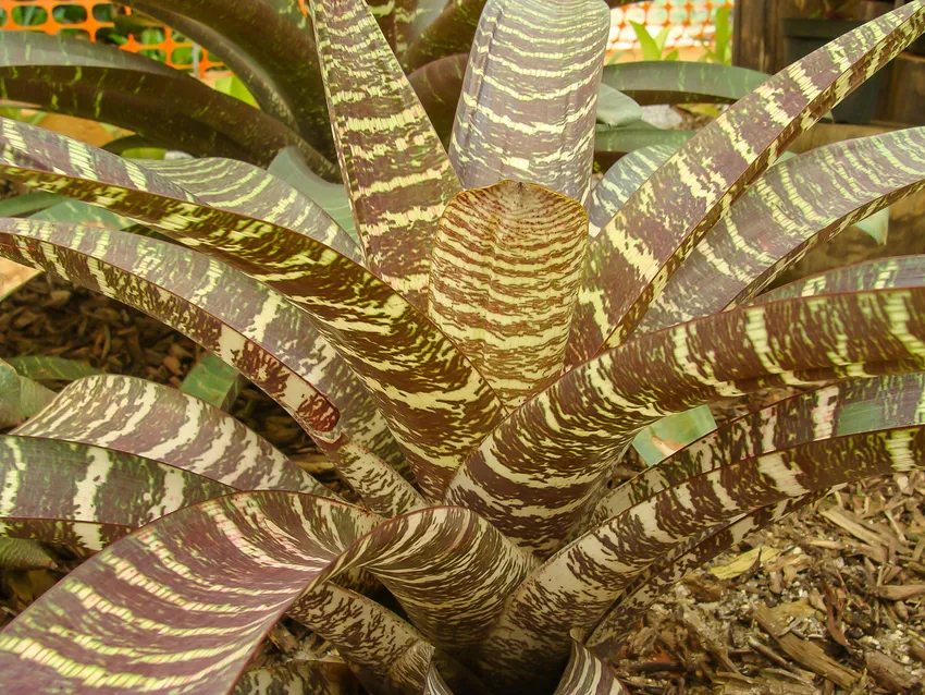 vriesea fosteriana plant showing characteristic features