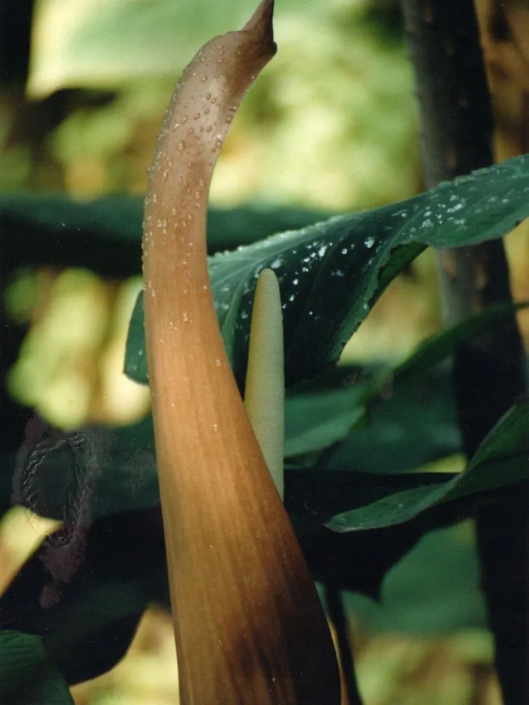 xanthosoma atrovirens plant showing characteristic features