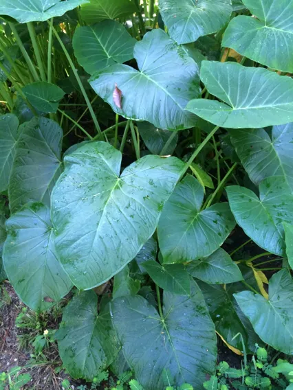 xanthosoma atrovirens plant showing characteristic features