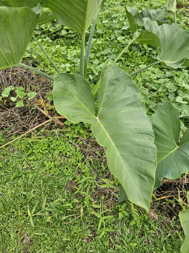 xanthosoma atrovirens plant showing characteristic features