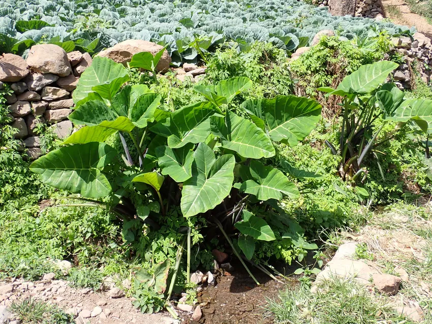 xanthosoma atrovirens plant showing characteristic features